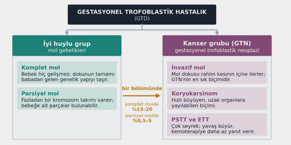Mol Gebeliği ve Gestasyonel Trofoblastik Hastalık